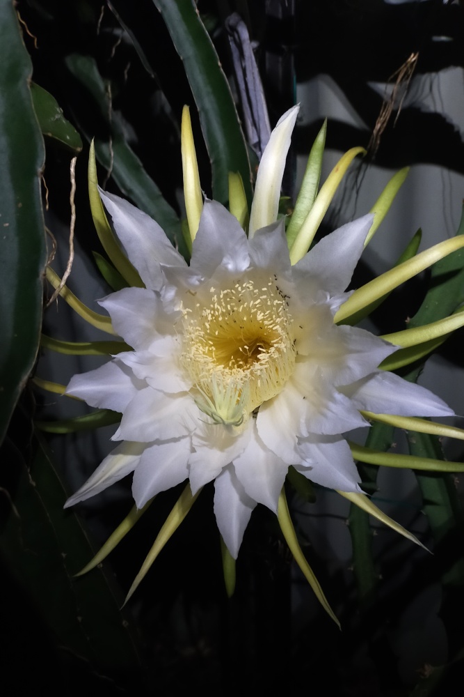 Night Flower
